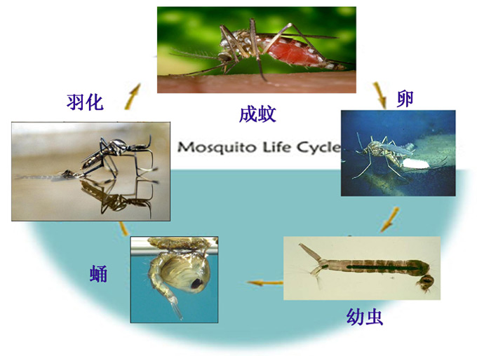 蚊類(lèi)的危害與防治